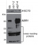 NBR1 | Autophagy substrate NBR1